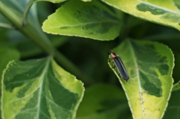 lightning bug firefly