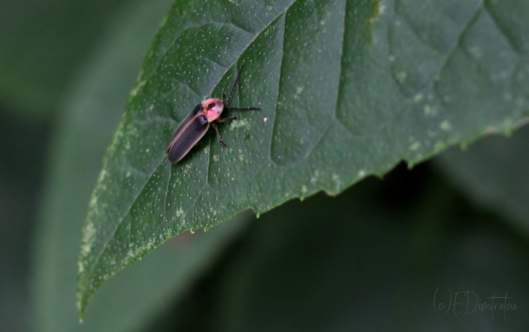 firefly on leaf